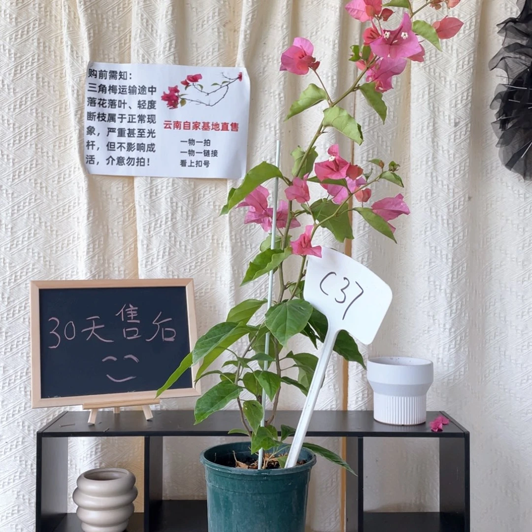 清***新大量花朵（建议范围：8朵-15朵 或40%以上）橙粉公主C37