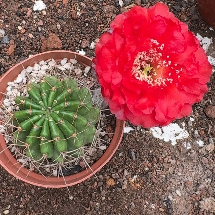 静***，正红色 原盆土发货