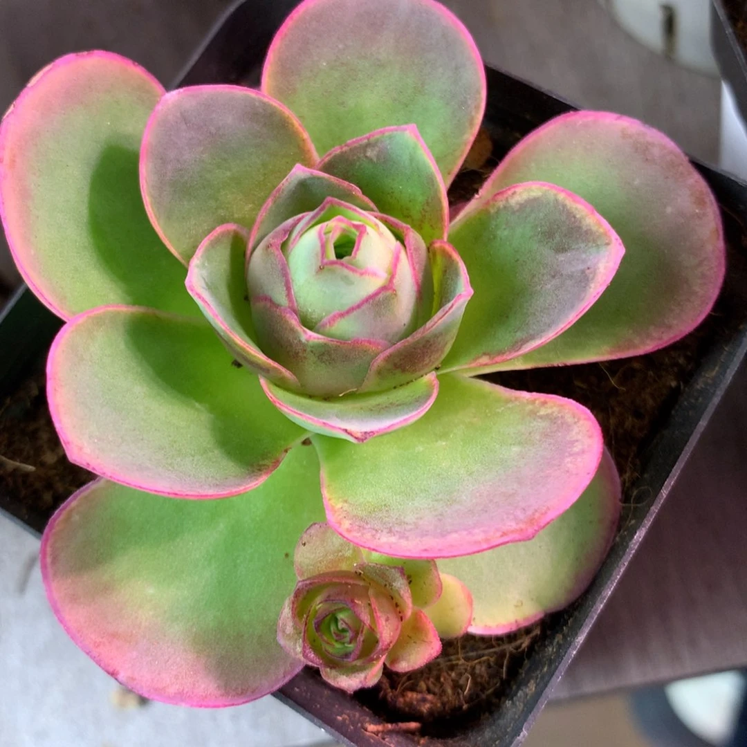 一物一拍盈月中场福利066