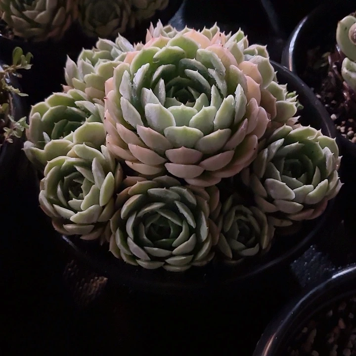 昂斯洛230盆多肉老桩