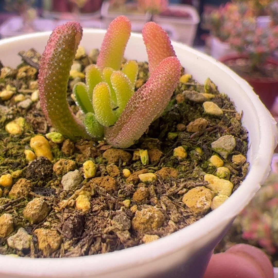 多肉植物枝干钻石黄锦拉丝锦