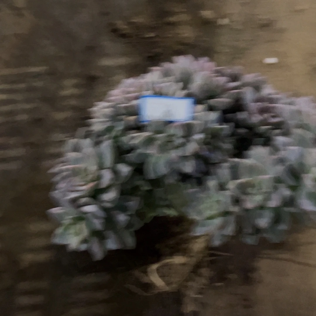 81号淡雪缀化一物一拍