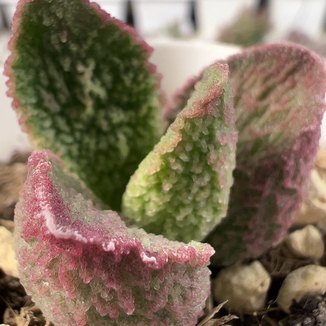 冰晶颗粒款实生新品