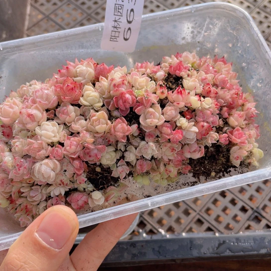 多肉植物多肉植物663