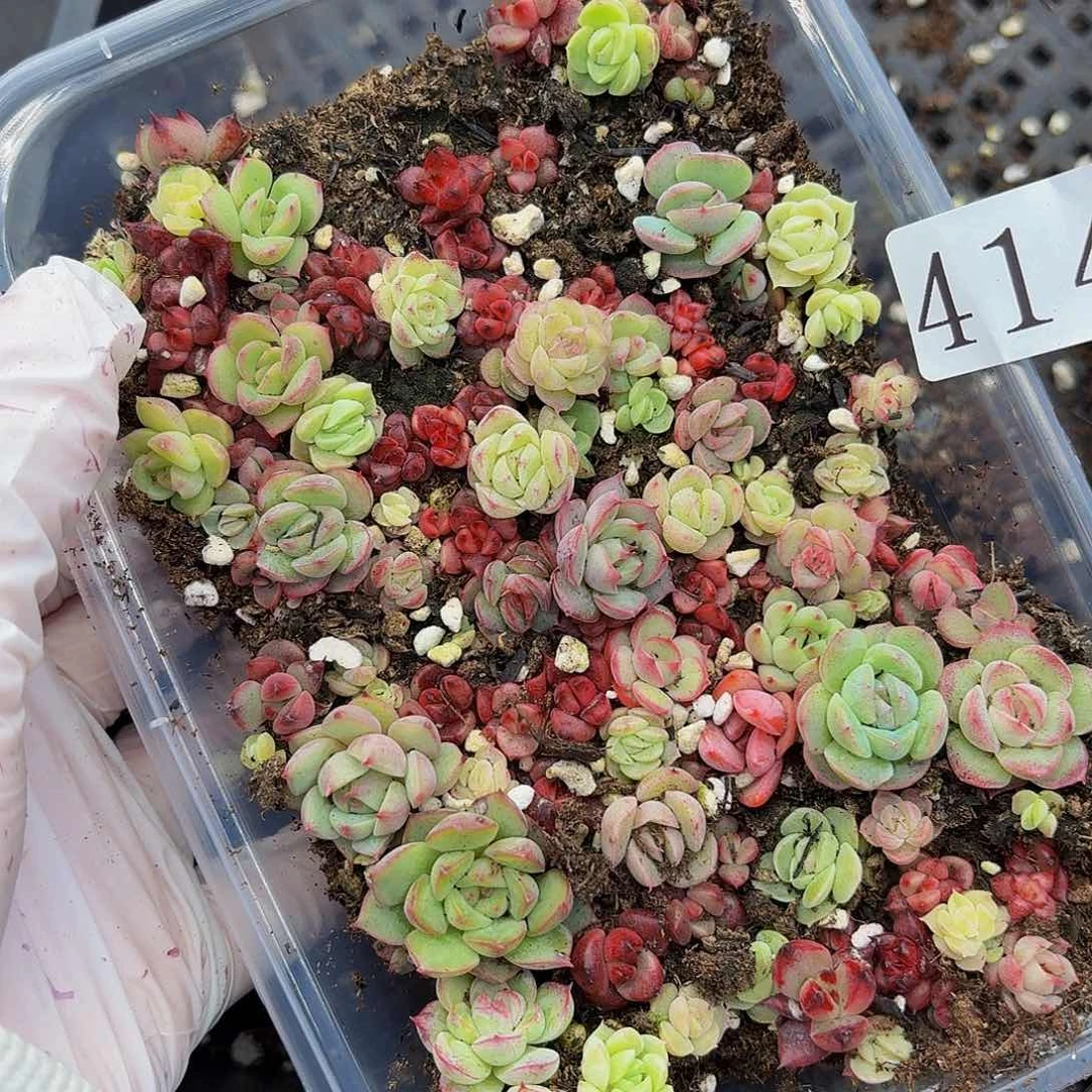 多肉植物多肉植物414