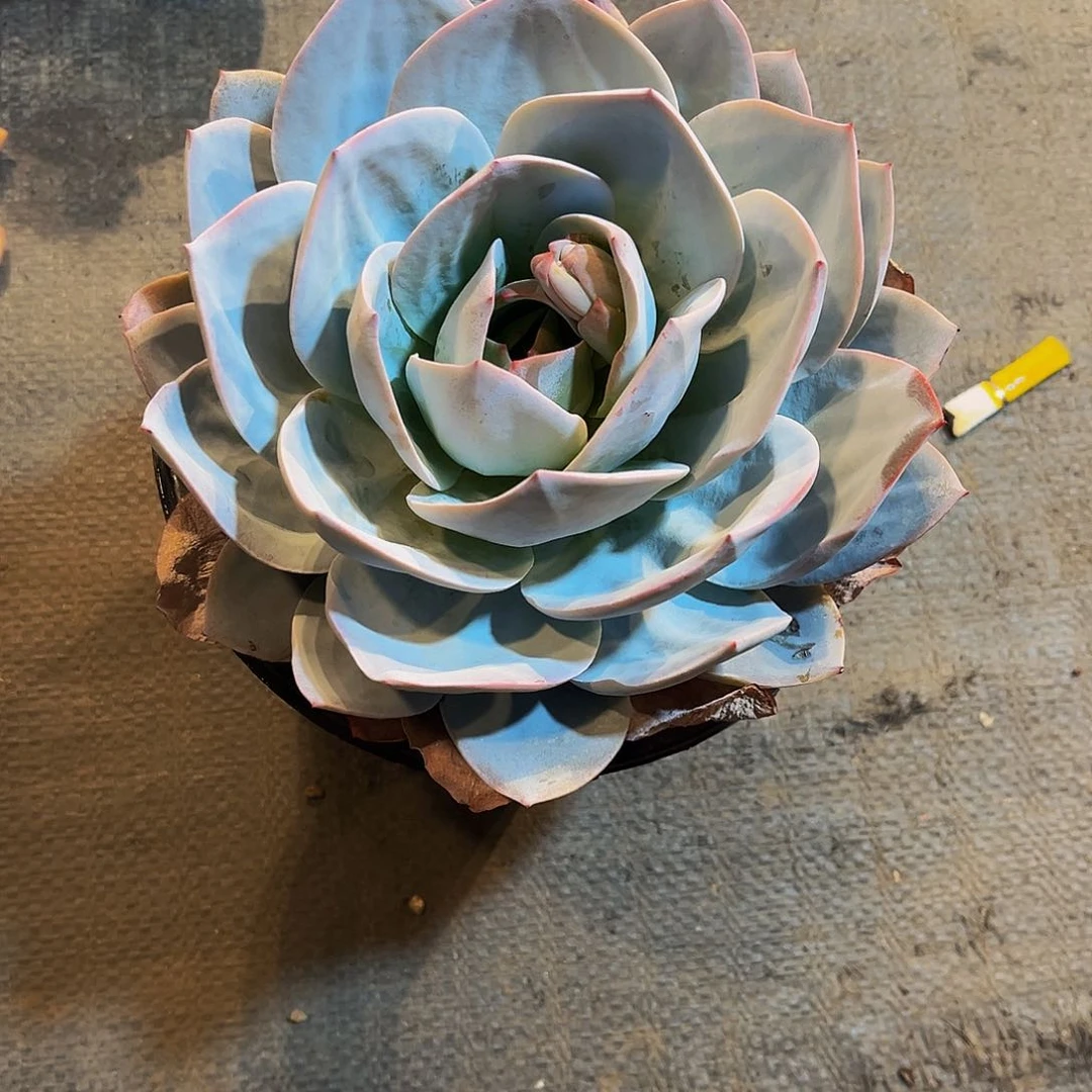 白莲多肉 15公分左右 19.9