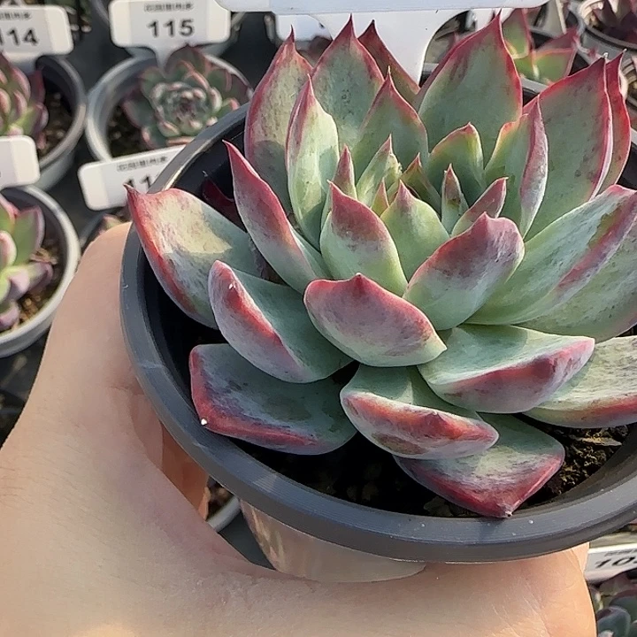 142 惊鸿仙子多肉植物