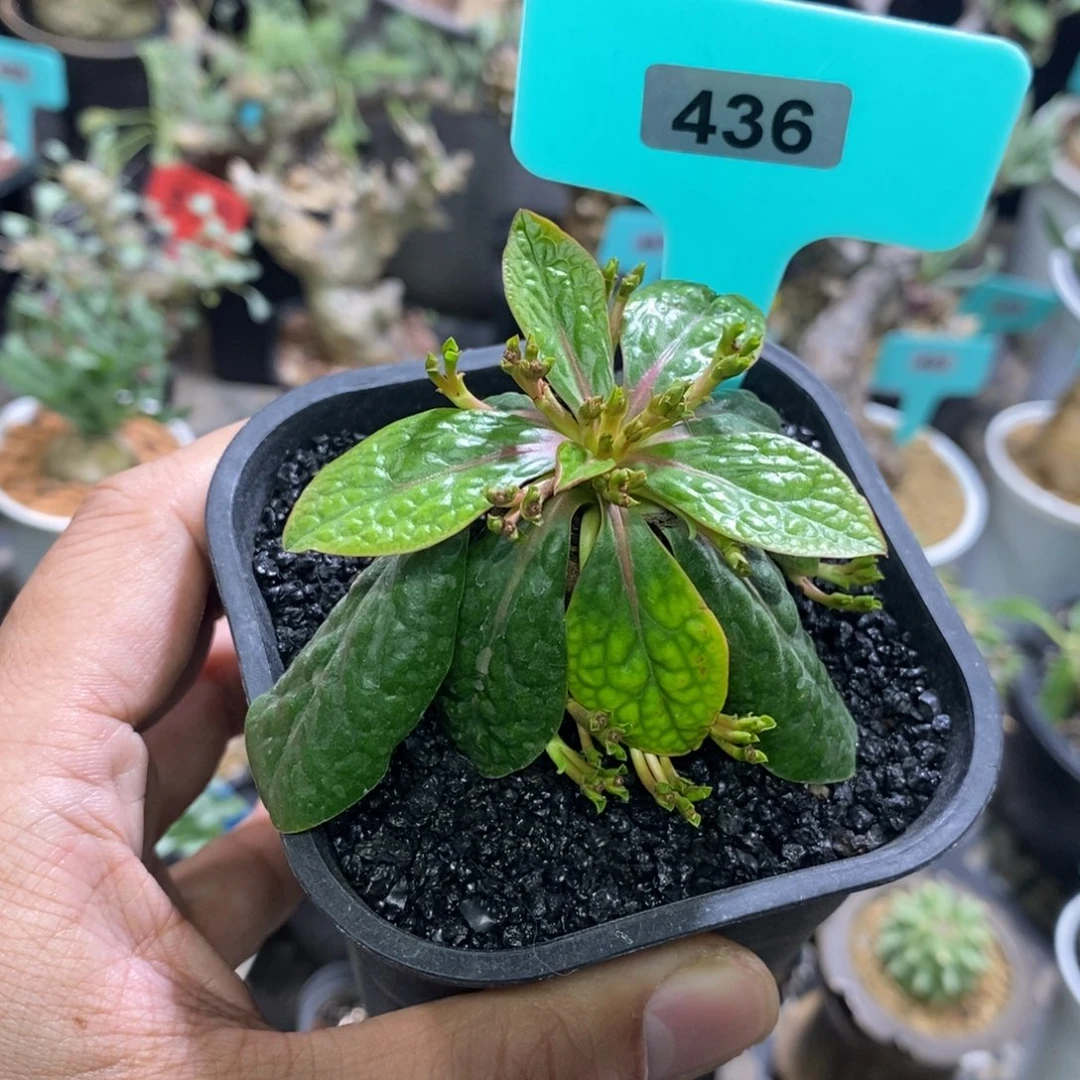 鬼笑大戟多肉植物一个