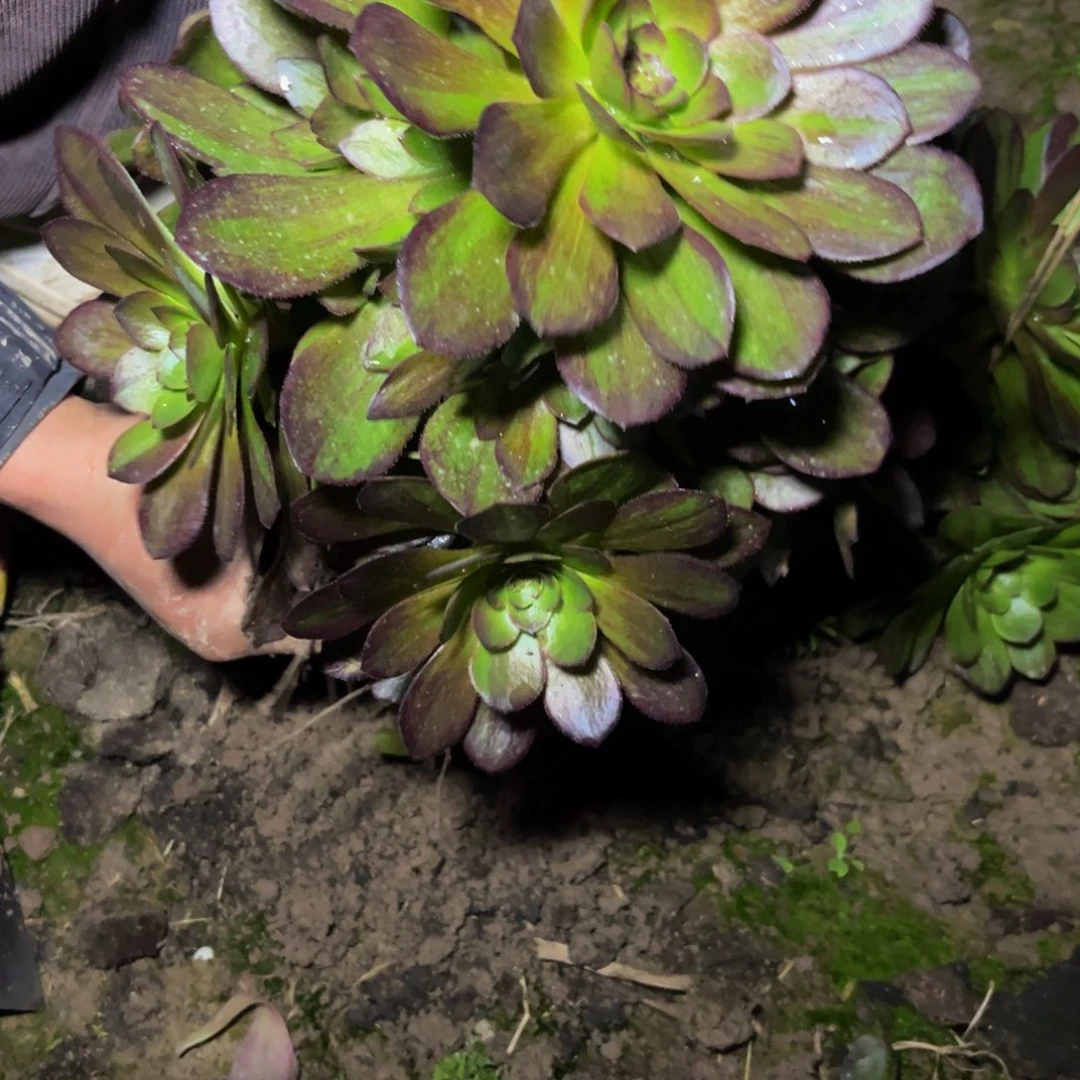 花月夜多肉植物捧花18