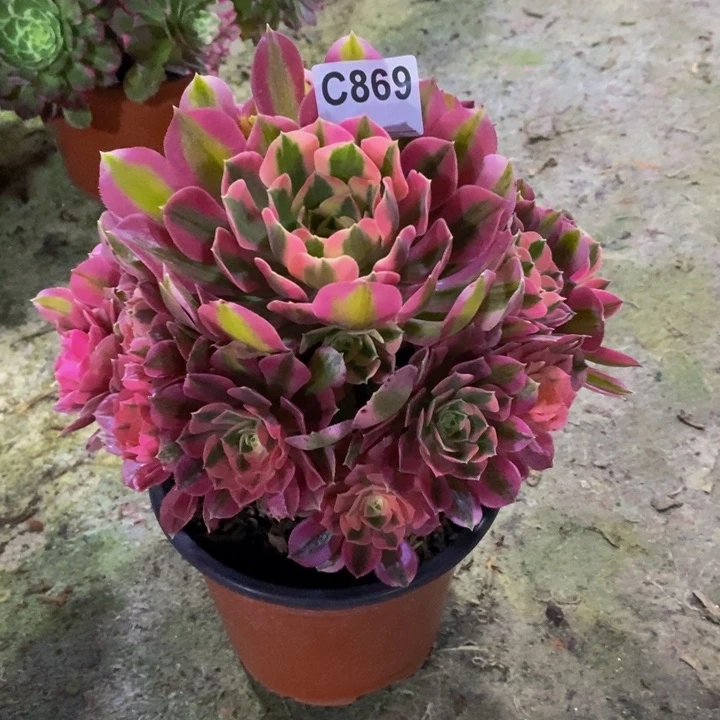 女巫多肉植物869