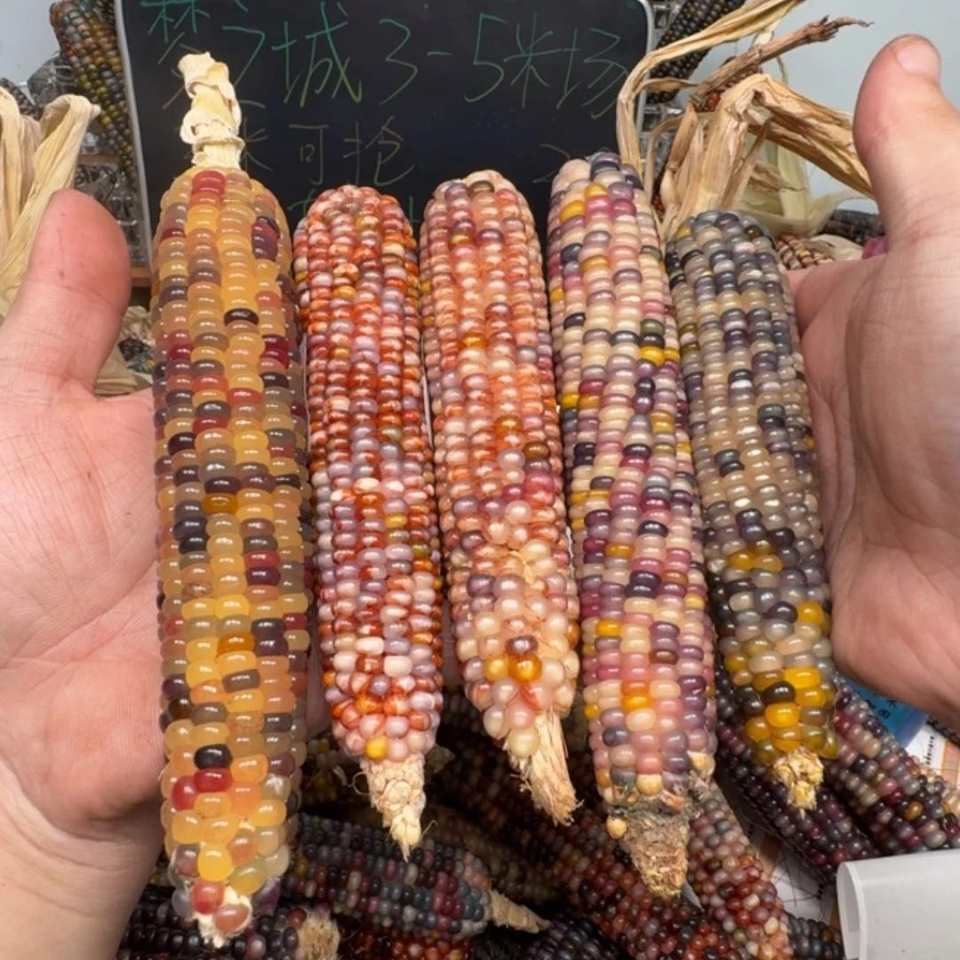 柏香籽/百香籽吊坠瑶*万