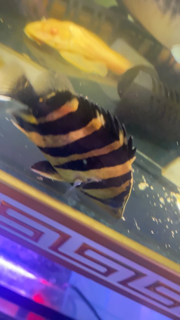 印尼虎鱼，虎鱼，观赏虎鱼