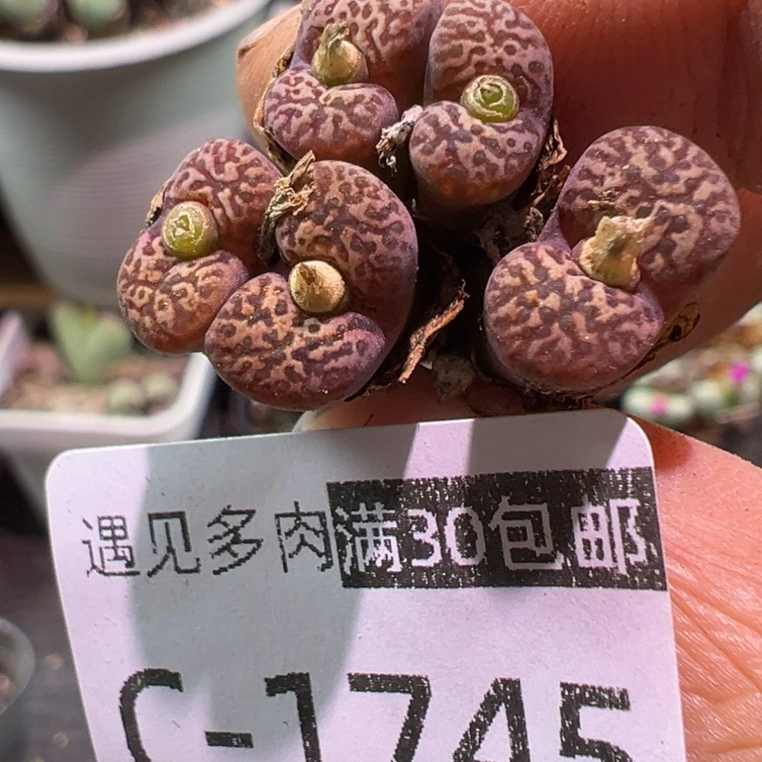 多肉植物111111111111