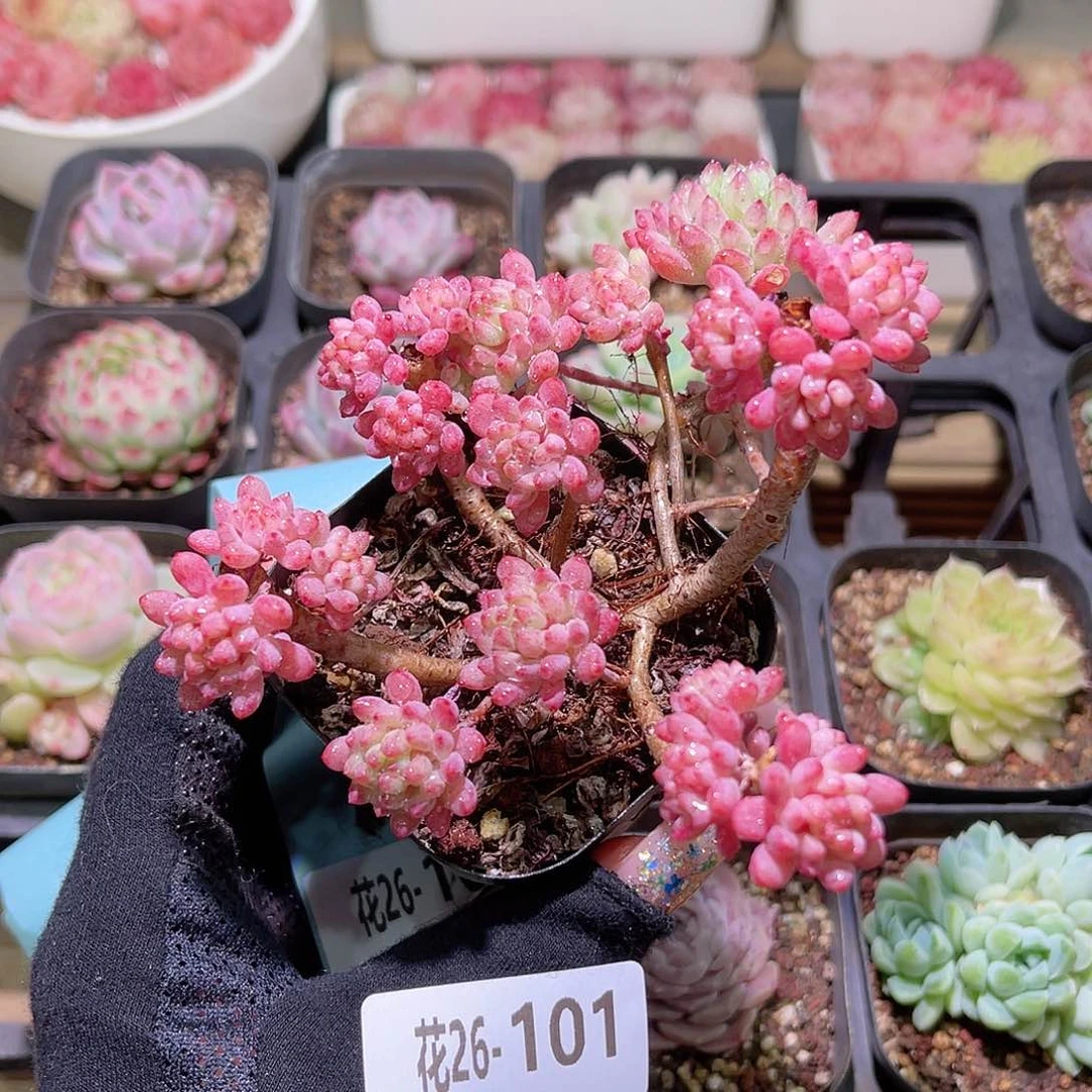 花利美26-101烟花  微瑕