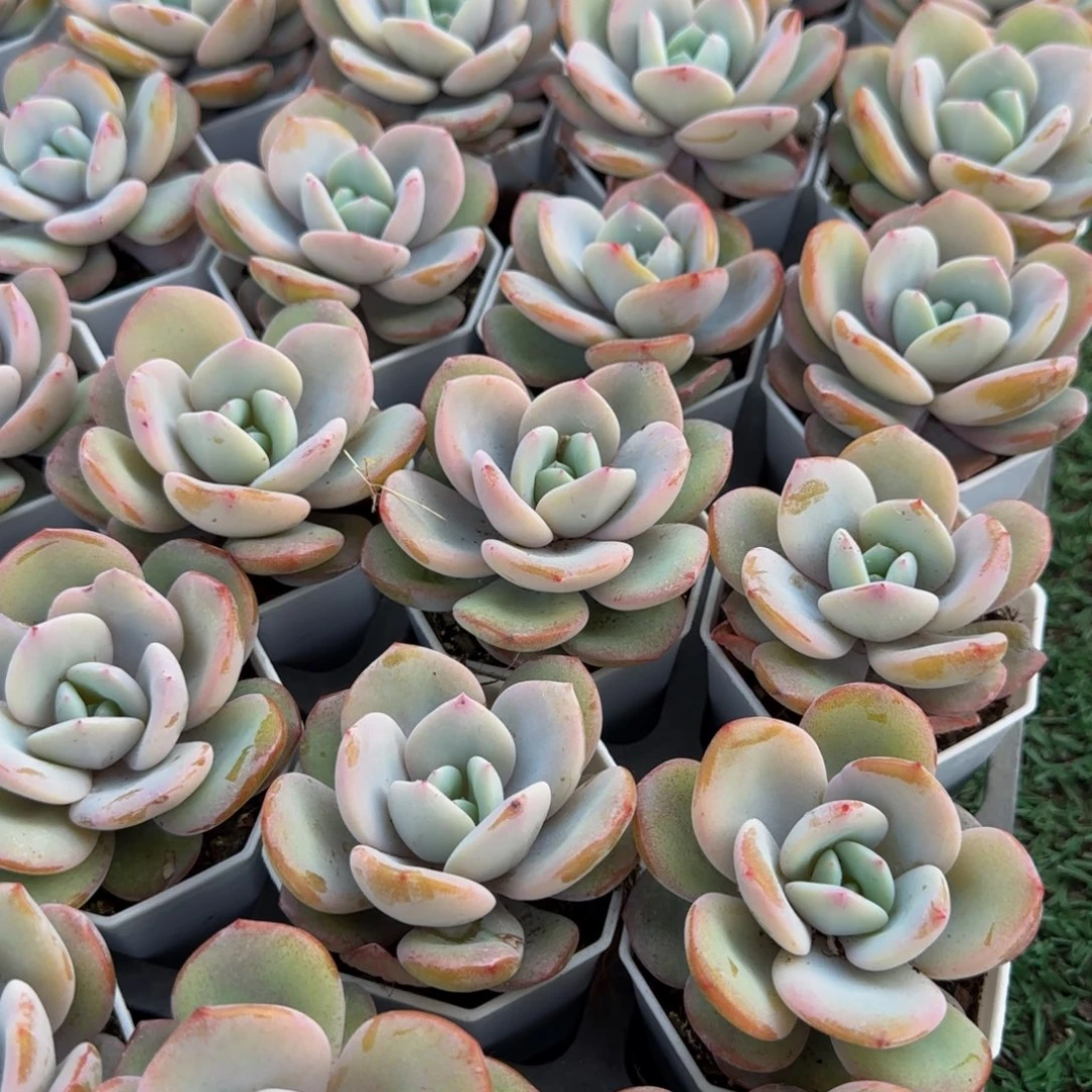 3颗一组单头小号厚圆叶奶茶特价