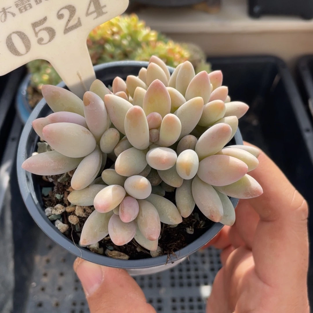 0524白兰地不带盆8厘米