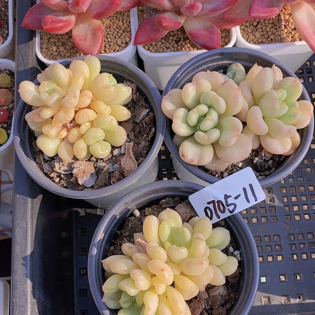 0705-11-比尔盖茨福利一颗量拍