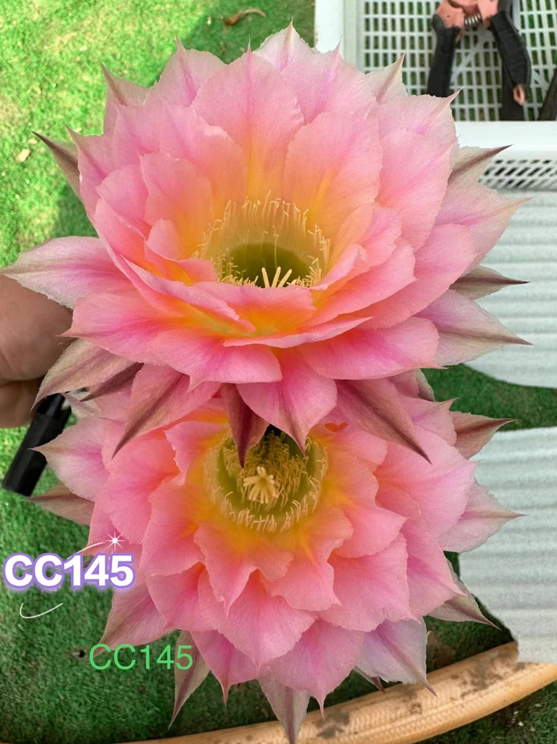 仙人球彩草歪CC145