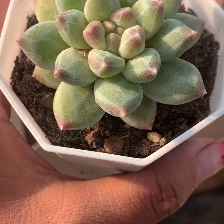 雪花美人  桃花（不满9.99发叶子冷地区不买保温扣3.99元多