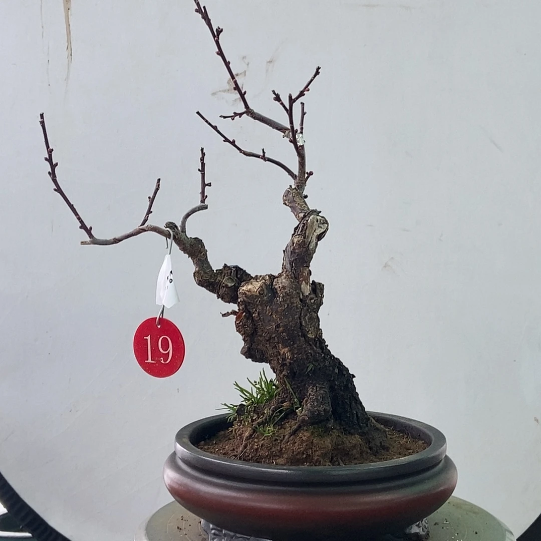 小****全部花苞野梅老桩