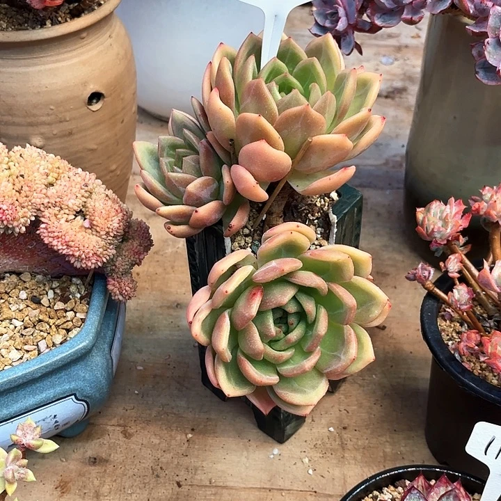 多肉植物，香槟7号