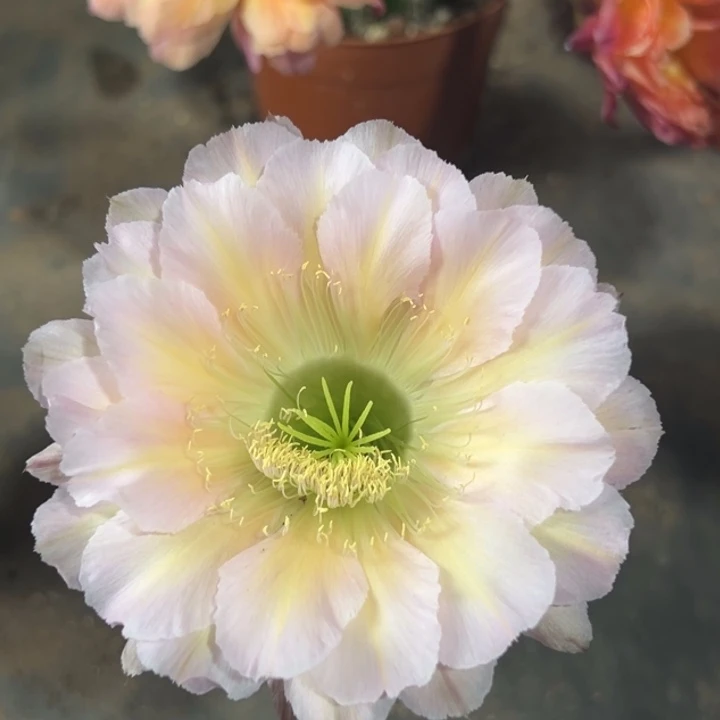 小田家新品217带根6公分左右