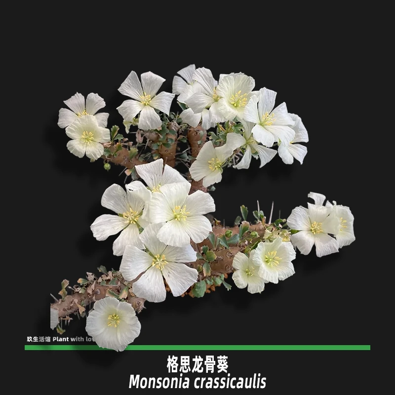 格思龙骨葵 稀有牻牛儿苗科块根多肉植物 带盆发货