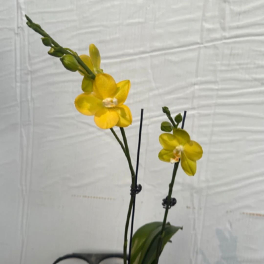 【聚缘溪】一颗吉祥如意蝴蝶兰单剑 3.0加高杯