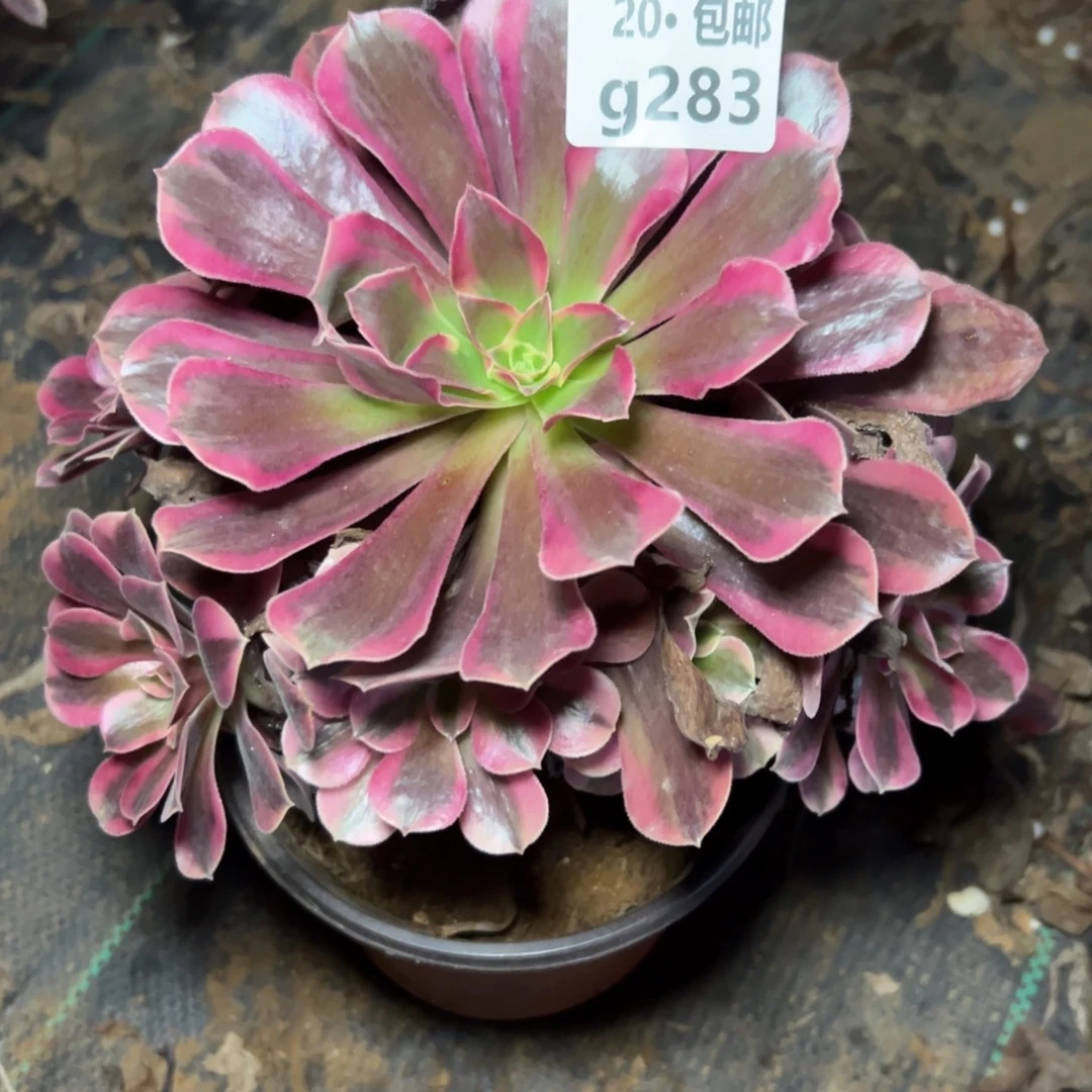 283美杜莎，满20包邮