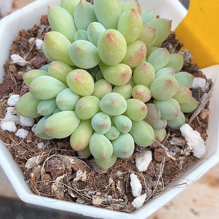 多肉植物萤火虫897多肉