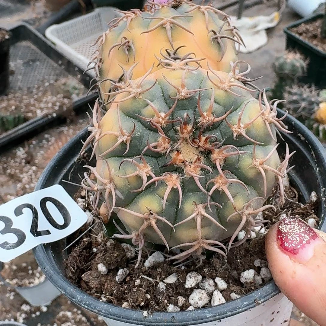 【闪购商品】无花朵o****o猫爪锦320