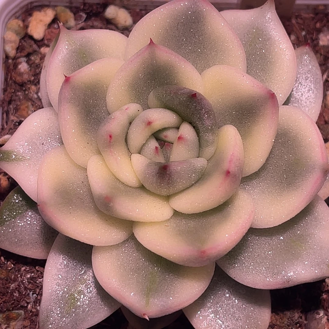 尚品园艺福利锦夏洛斯通