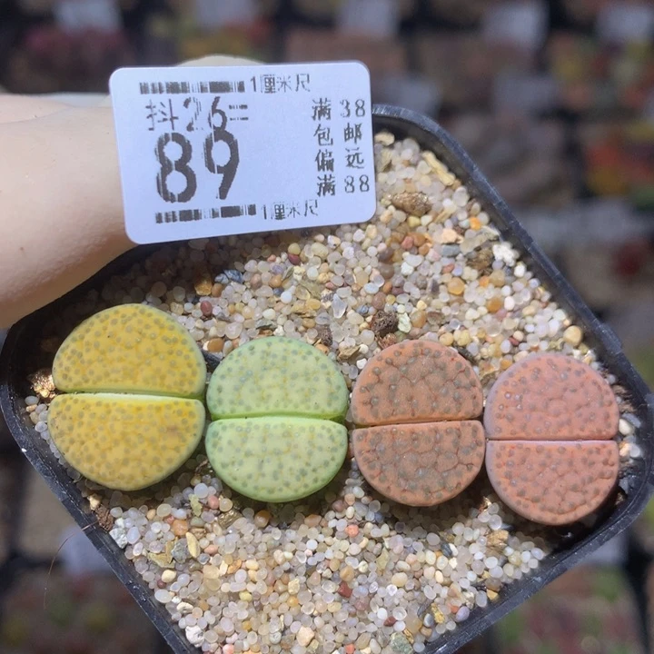 精品生石花26.89