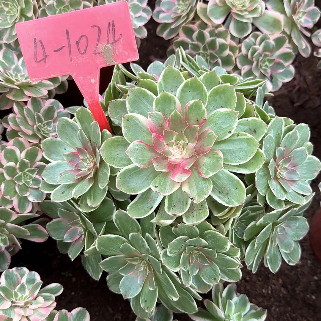 4-1024莲花座多肉法师