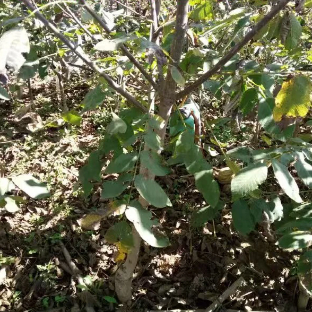 文玩核桃绿植树苗