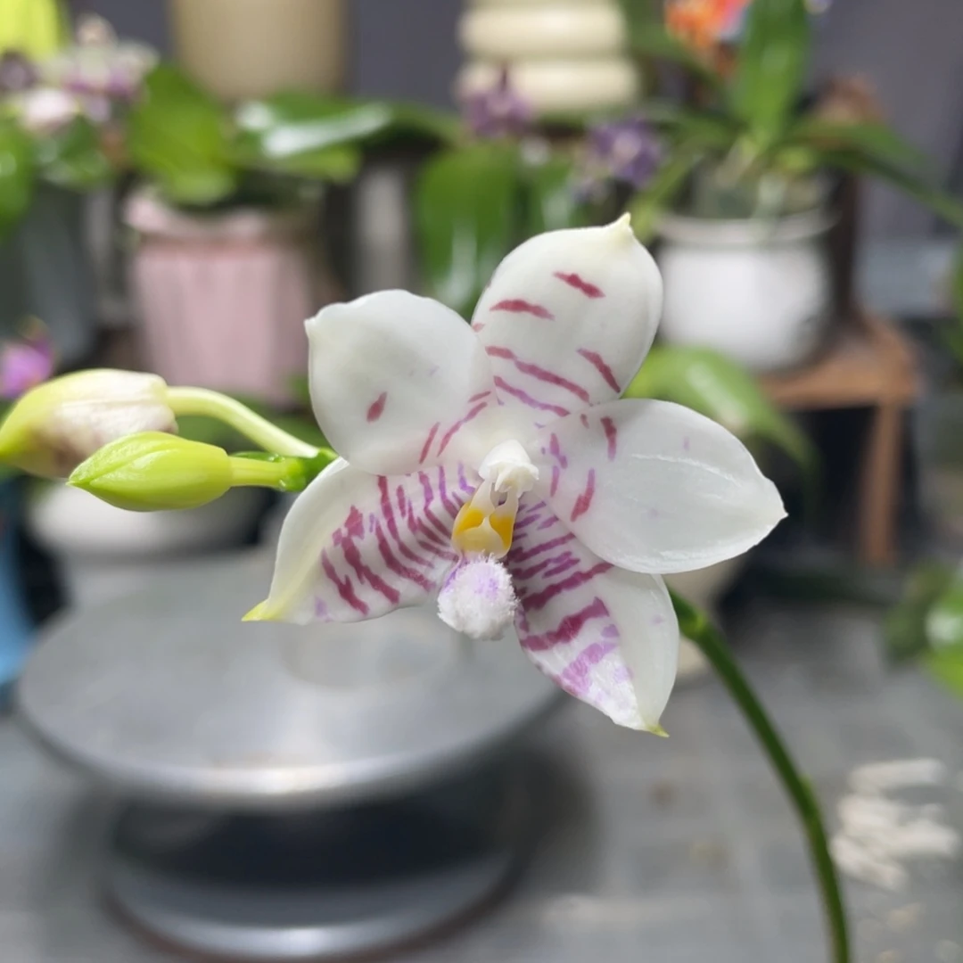 完全开放咖啡盾交蓝孔雀