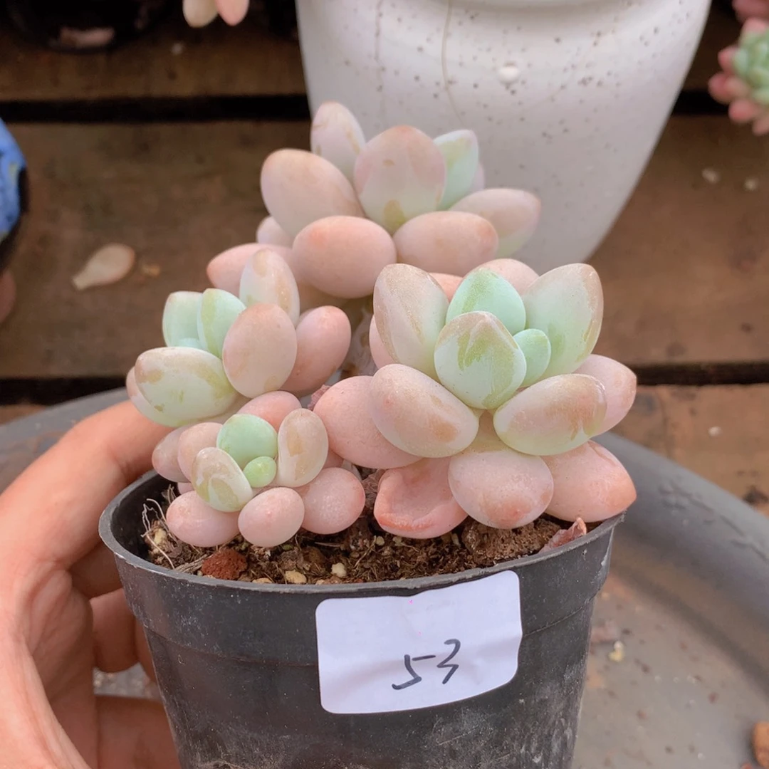 无花朵多肉植物 53
