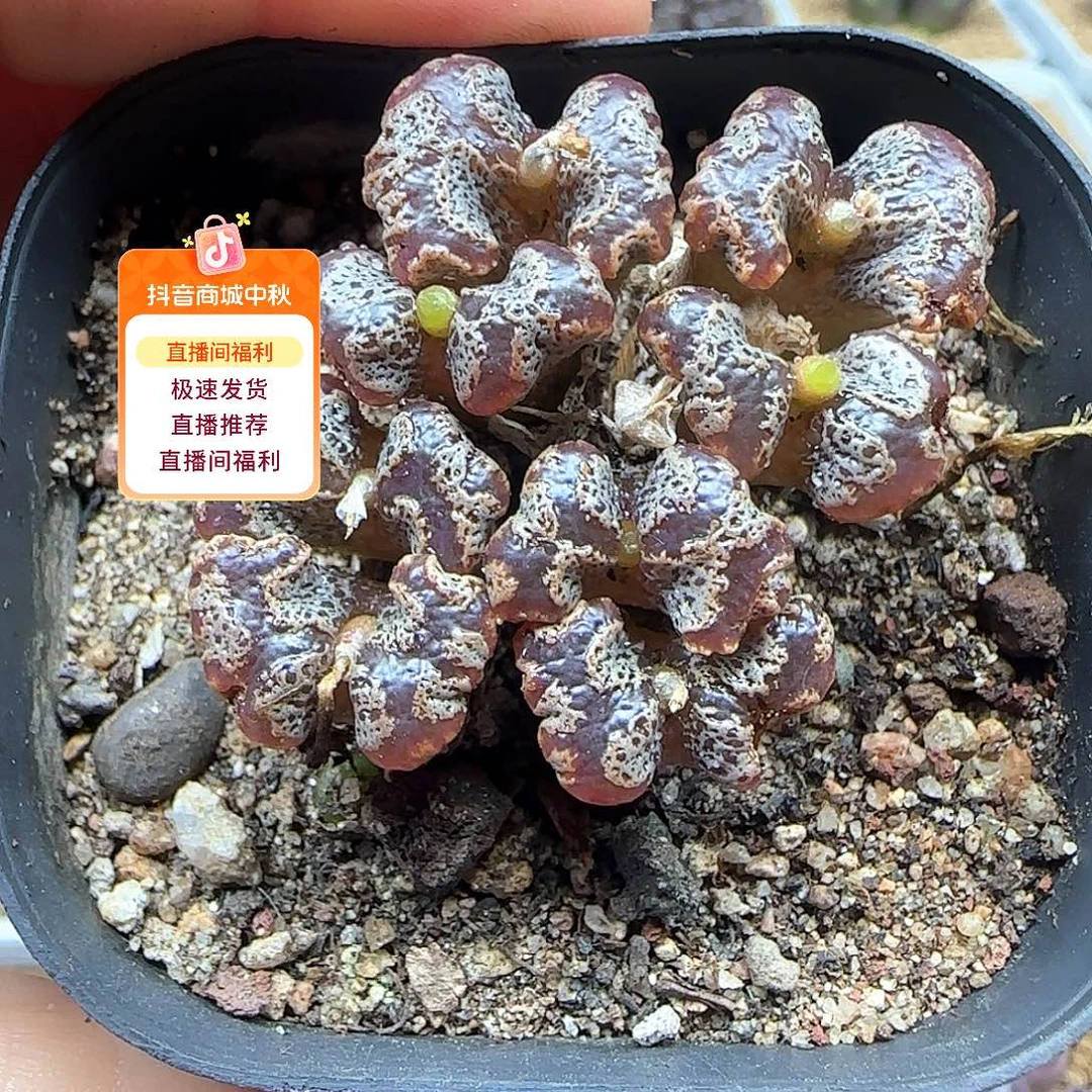 星***崽哈哈哈哈哈哈哈哈哈哈53472