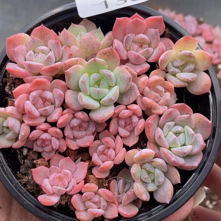 云糖心多肉植物130