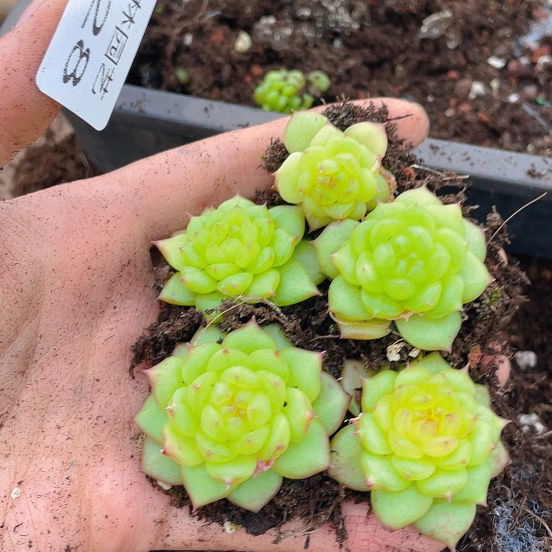 多肉植物多肉植物228