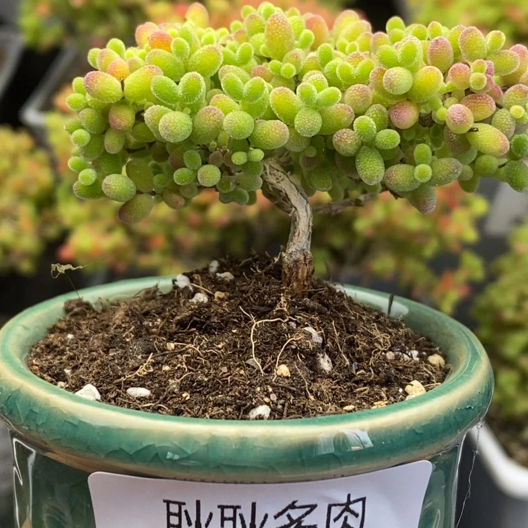 473号优选蜜橘糖球多肉