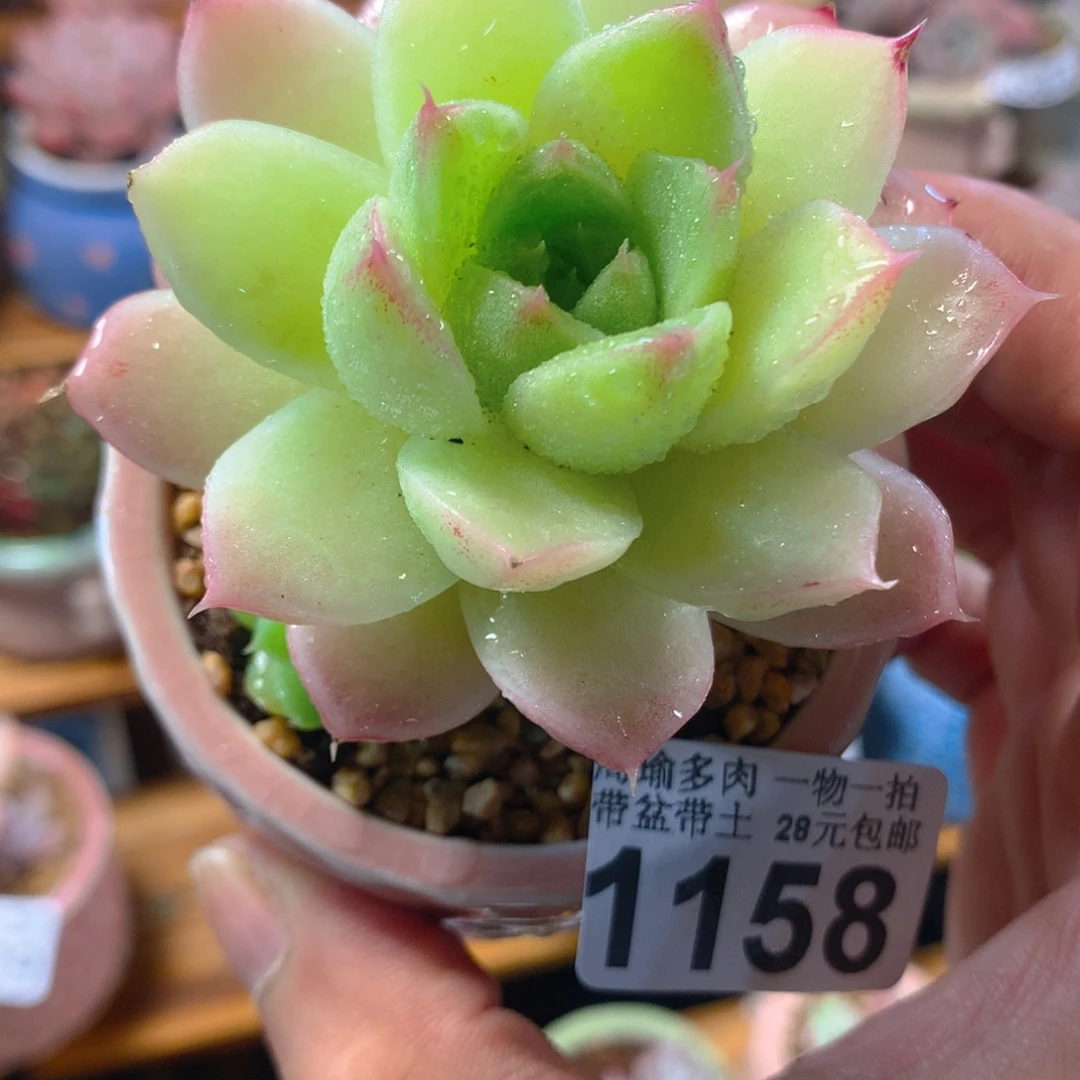 精控多肉植物1158