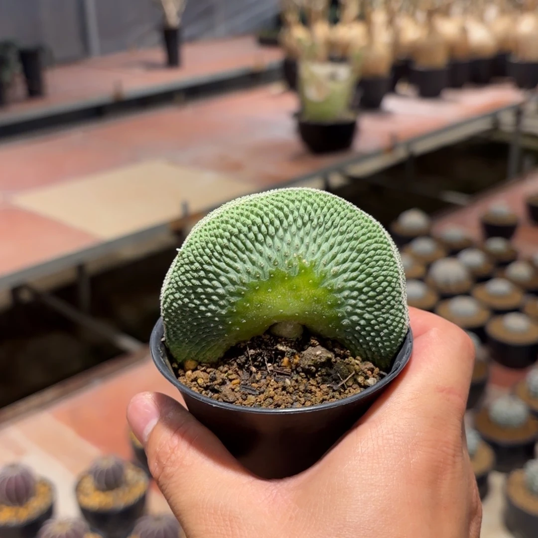 百卉植物园块根仙人球