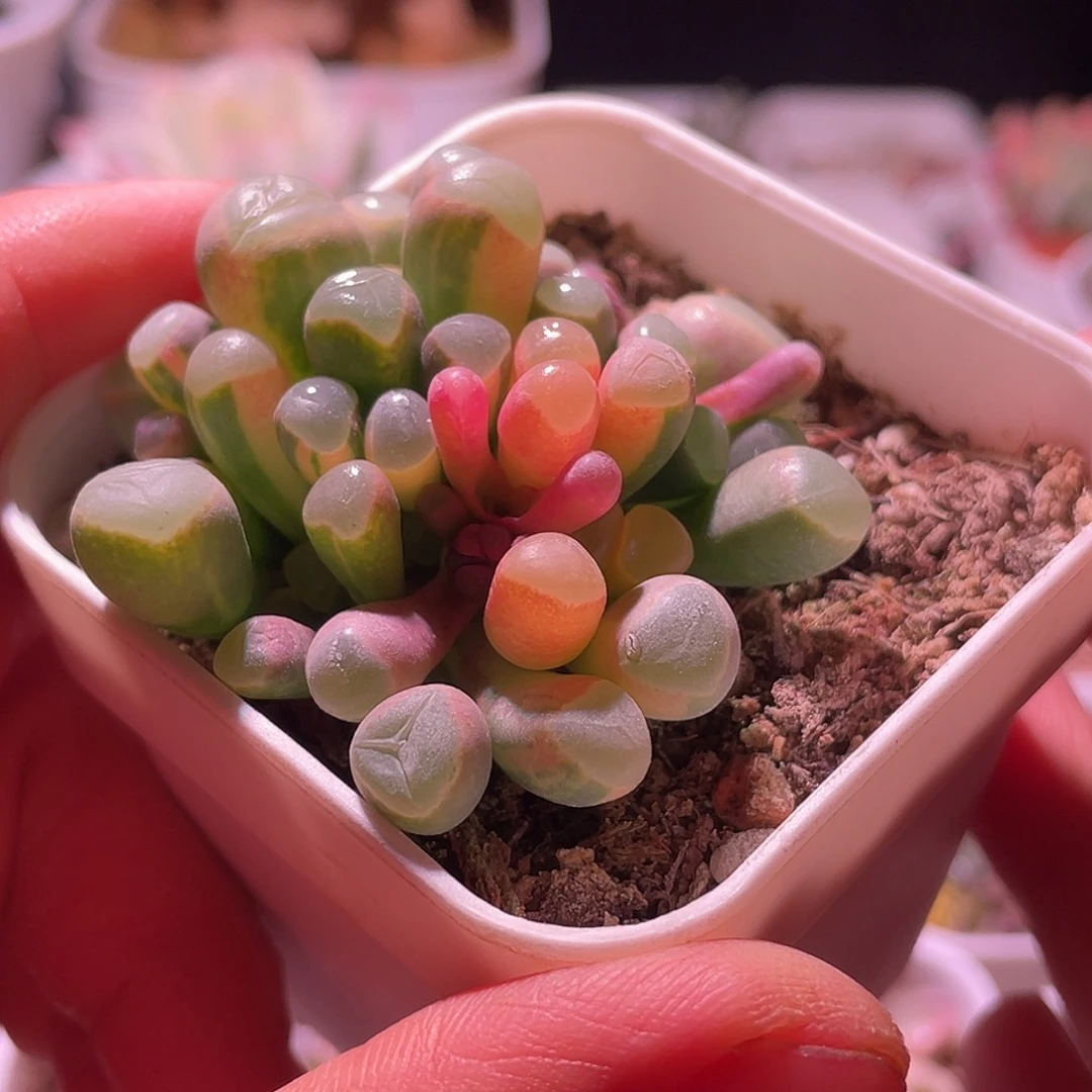 五十玲玉锦特价包邮