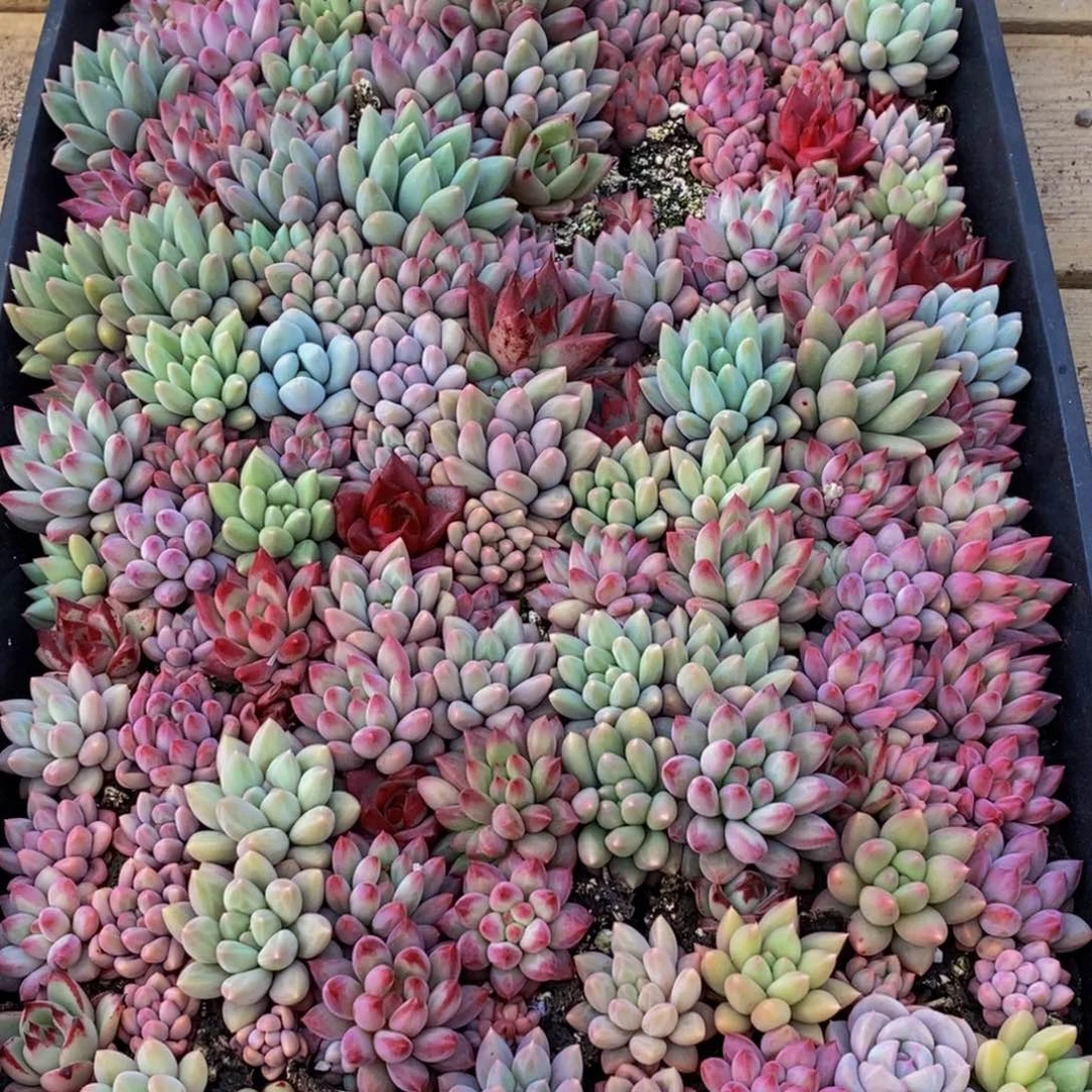 Y*461多肉植物保护研究所