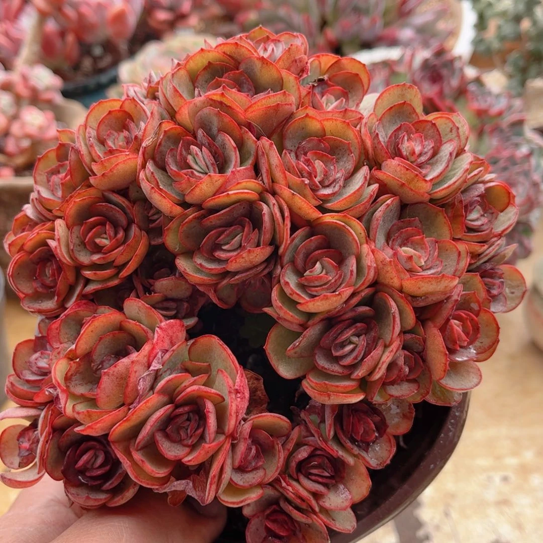 433秀妍德华多肉