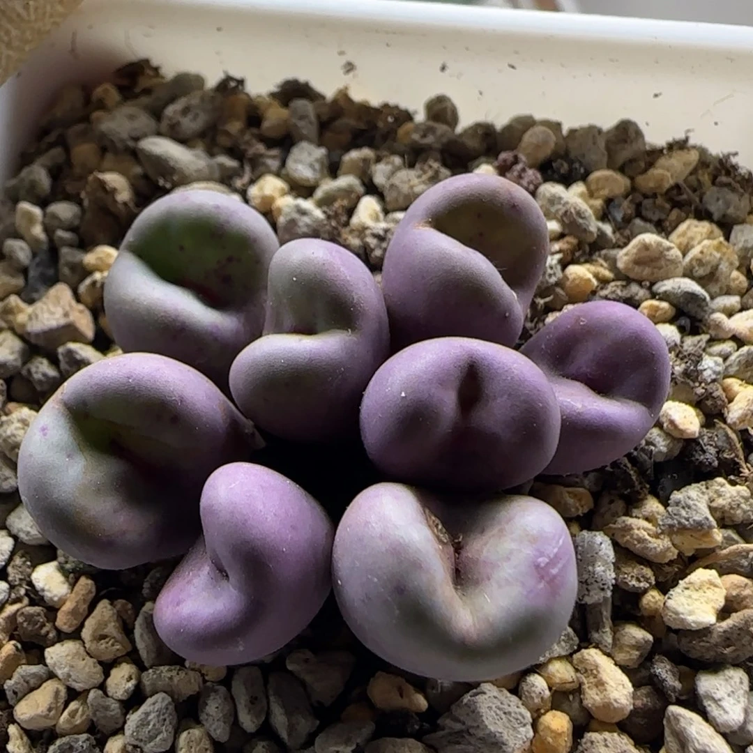 11-9-11-4当天满38包邮2736紫嘴脱土