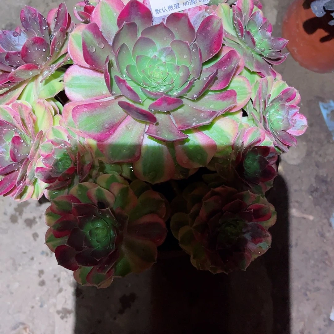 无花朵多肉植物857