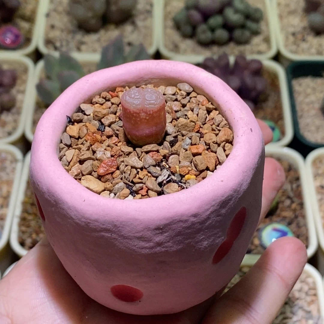 好看好看一颗风铃