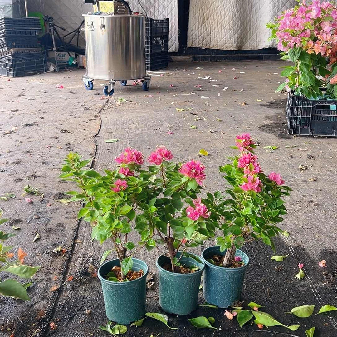 当前无花栽培后可以开花塔紫掌中宝一颗